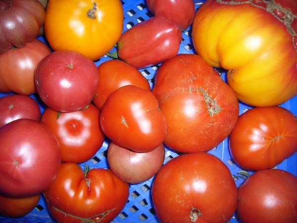 BIO-Samen Tomate Fleisch- kraut&rüben Bio-Samen-Paket
