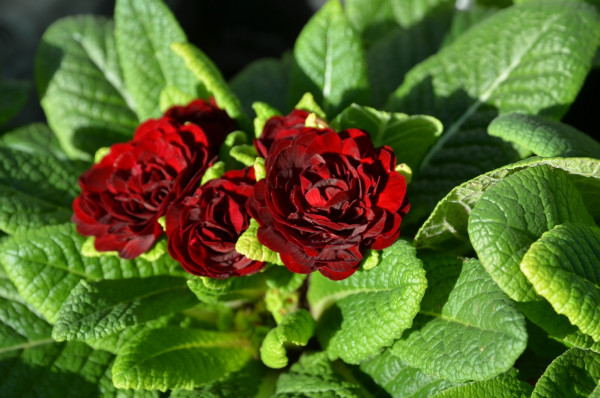 BIO-Blumen Primel Englische- Valentin gefüllt rot