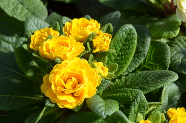 BIO-Blumen Primel Englische- Goldie gefüllt gelb