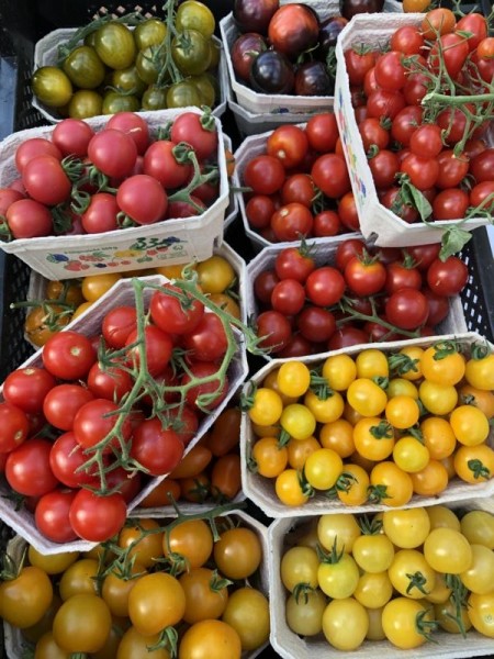 Bio-Tomatenpflanzen Naschtomaten Paket
