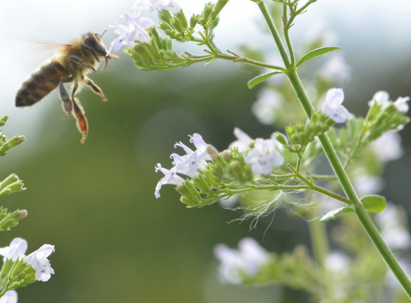 BIO-Pflanzen Bienenpflanzen für sonnige und trockene Lagen