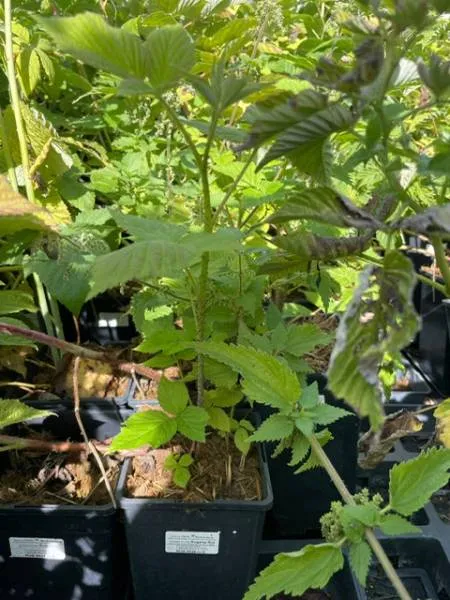 BIO-Beerenpflanze Himbeere zweimal tragend 'Sugana Rot'