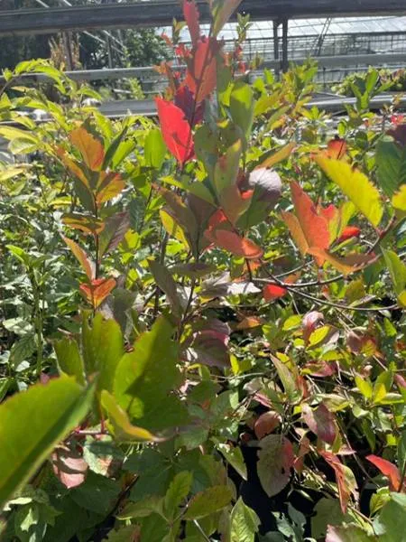 BIO-Aroniabeere 'Nero'