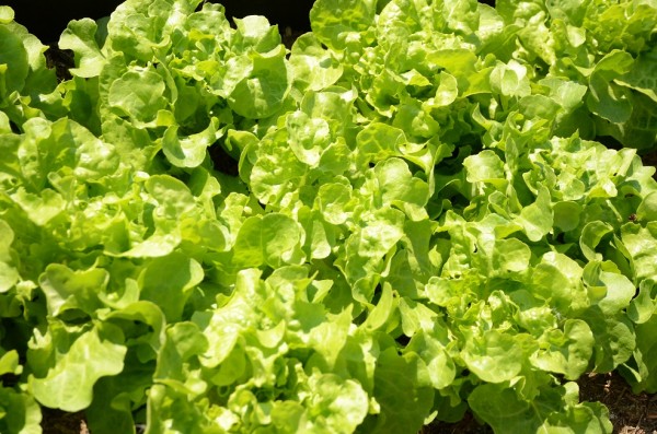 BIO-Samen Salat Pflück- Eichblattsalat Grün