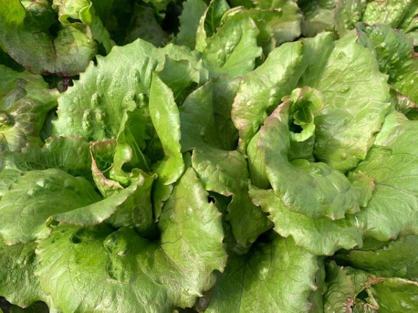 BIO-Saatgut Salat 'Pasquier' Batavia-/Pflücksalat