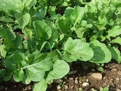 H1 Erdnuß-Rauke BIO Topfkräuterpflanze