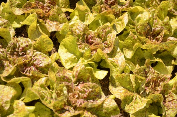 BIO-Samen Salat Kopfsalat Goldforelle