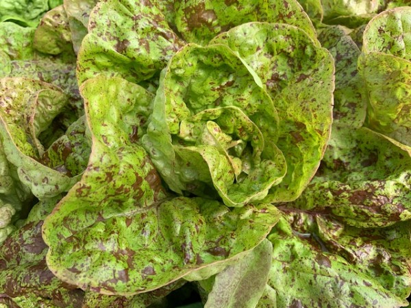 BIO-Samen Salat Kopfsalat Speckled