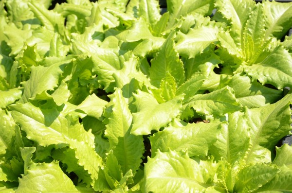 BIO-Samen Salat Pflücksalat Venezianer