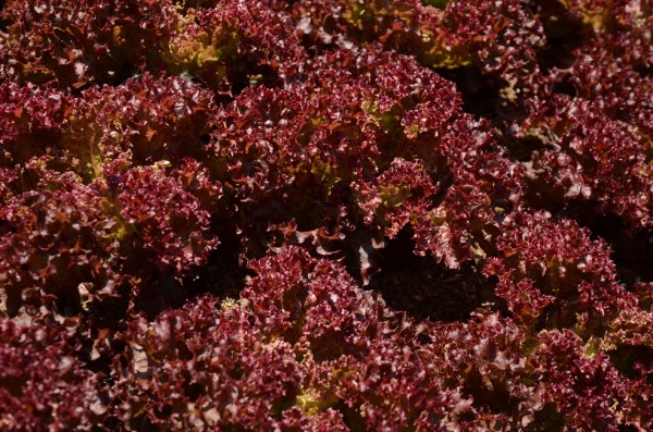 BIO-Samen Salat Pflücksalat Lollo rossa