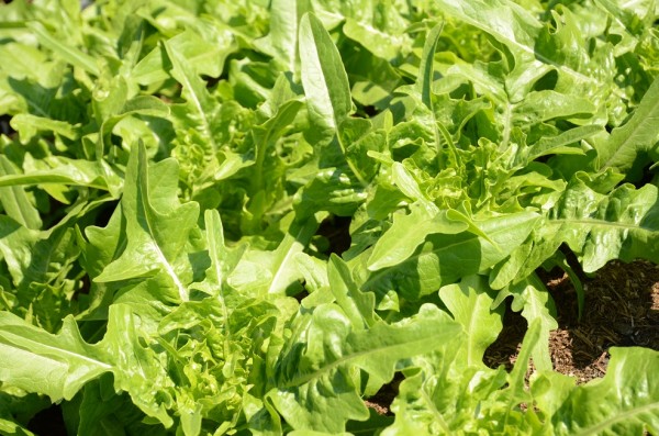 BIO-Samen Salat Pflücksalat Grüner Früher Schnittsalat