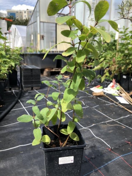 BIO-Beerenpflanze Honigbeere 'Altaji'