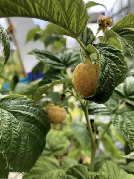 BIO-Beerenpflanze Herbst-Himbeere für den Topf 'Goddas Gold'