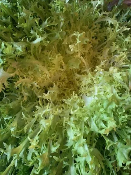 BIO-Jungpflanzen Frisée Endivien 6 Stück