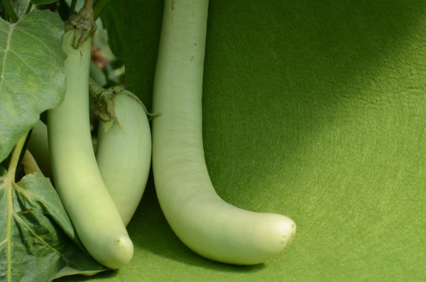 Bio-Pflanze Aubergine 'Thai Long Green'