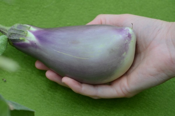 Bio-Saatgut Aubergine 'Sado Hara'