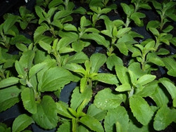 H4 BIO-Pflanze Süßkraut Stevia