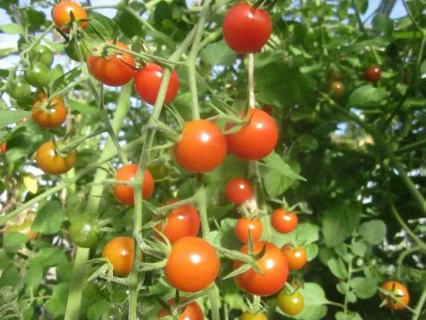 BIO-Pflanze Kirschtomate 'Justens Zuckertomate'