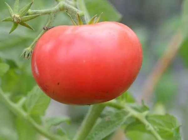 BIO-Pflanze Runde Stabtomate 'Marglobe'