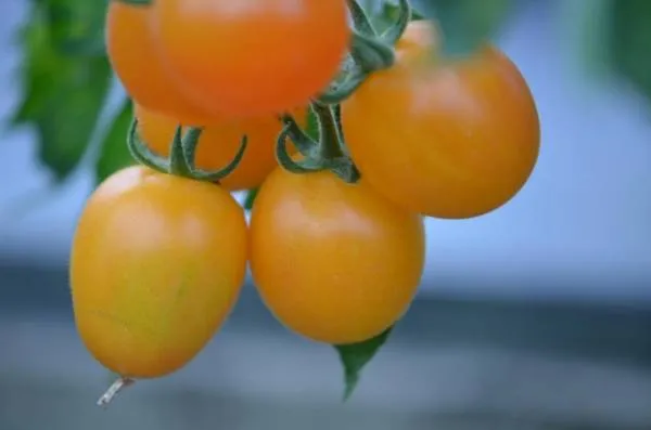 BIO-Pflanze Runde Stabtomate 'Aprikosentomate'