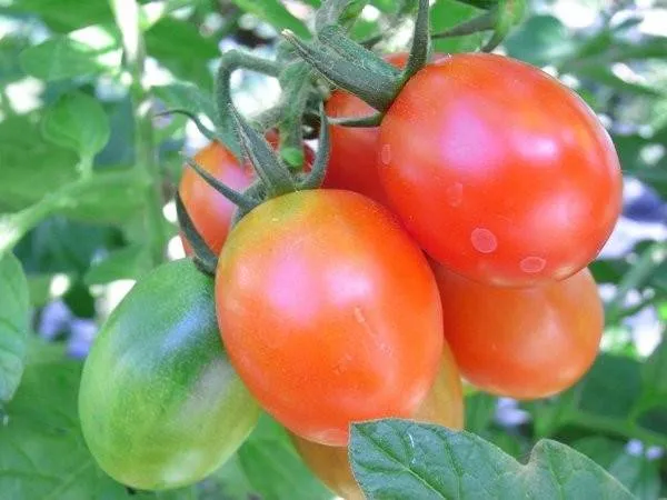BIO-Pflanze Runde Stabtomate 'Rote Mirabelle'