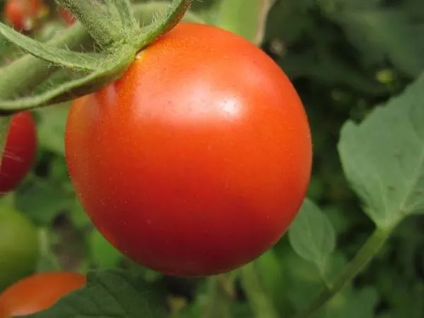 BIO-Pflanze Runde Stabtomate 'Bolstar Granda'
