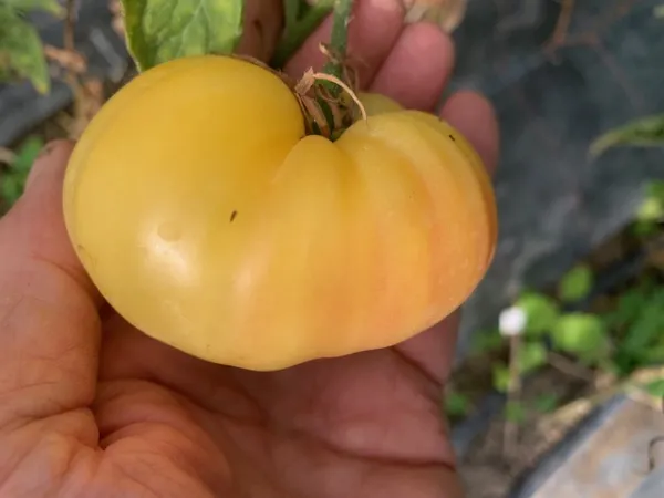 BIO-Pflanze Runde Stabtomate 'Milchperle'