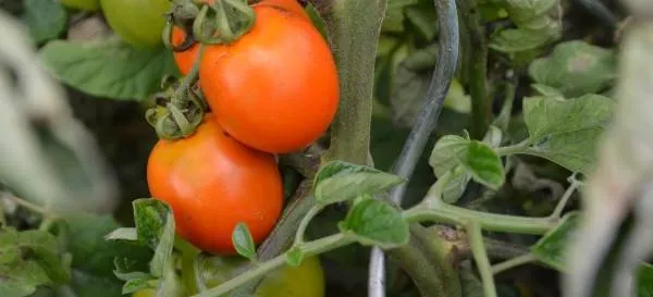 BIO-Pflanze Runde Stabtomate 'HATO - orange'