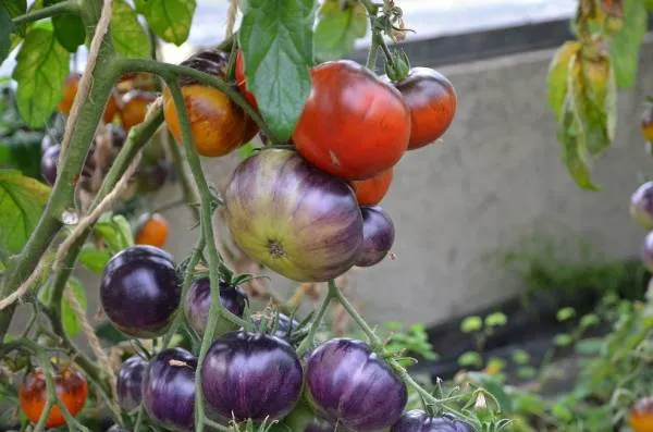 BIO-Pflanze Runde Stabtomate 'Elberta Leeway rot'