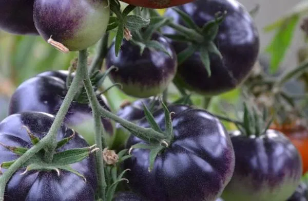 BIO-Pflanze Runde Stabtomate 'Schwarze Habsburger'