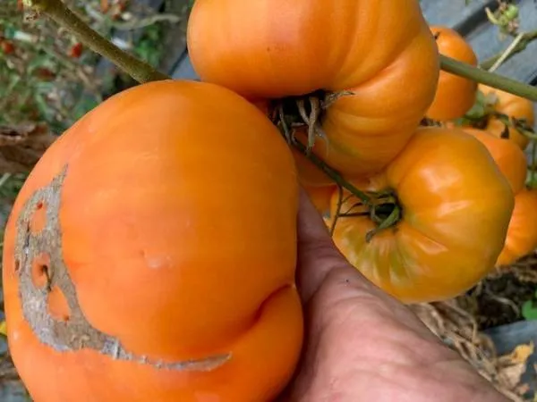 BIO-Pflanze Runde Stabtomate 'Sternschnuppe'