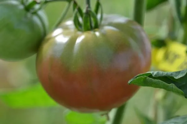 BIO-Pflanze Runde Stabtomate 'Black'
