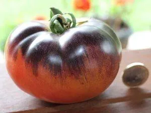 BIO-Pflanze Runde Stabtomate 'Sibirian Tiger'