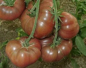BIO-Pflanze Fleischtomate 'Brown flesh'