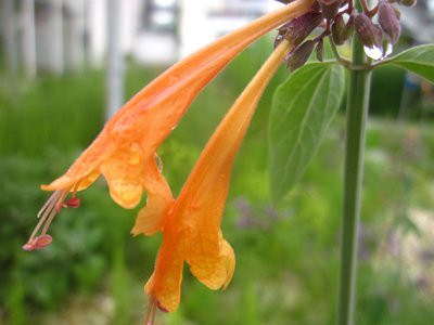F1 Aprikosenmelisse BIO Duft-Kräuterpflanze