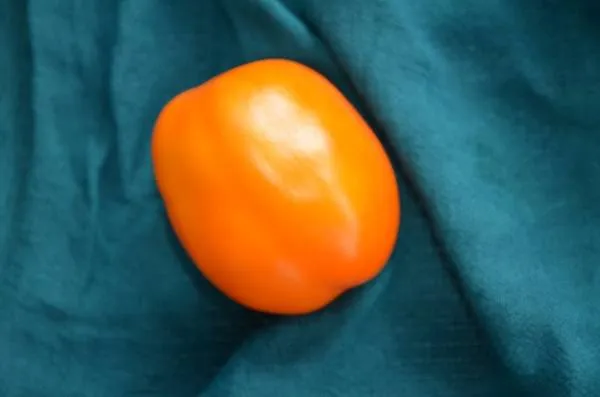 BIO-Pflanze Fleischtomate 'Kaki Coing'