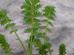 BIO Salat-Kräuterpflanze Pimpinelle