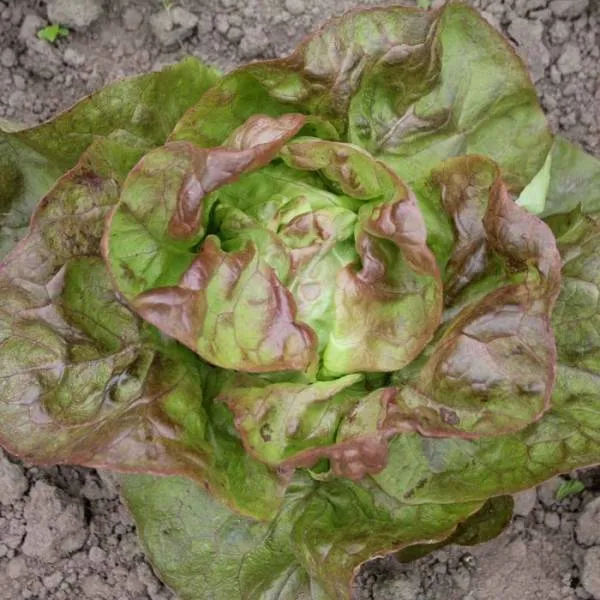 BIO-Samen Salat 'Indianer Perle'