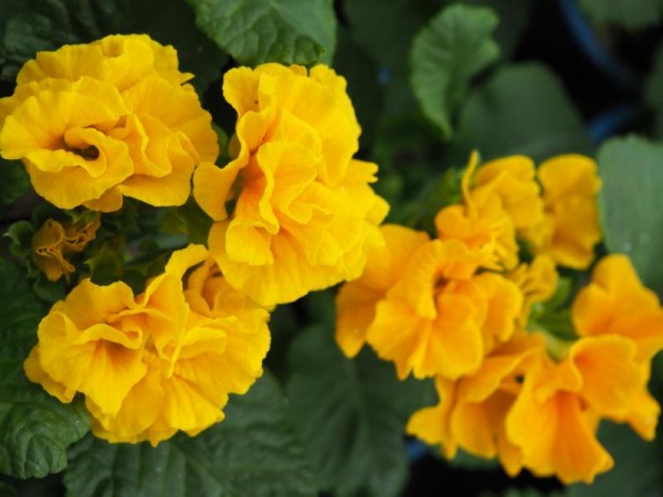 BIO-Blumen Primel gelbe Kräusel
