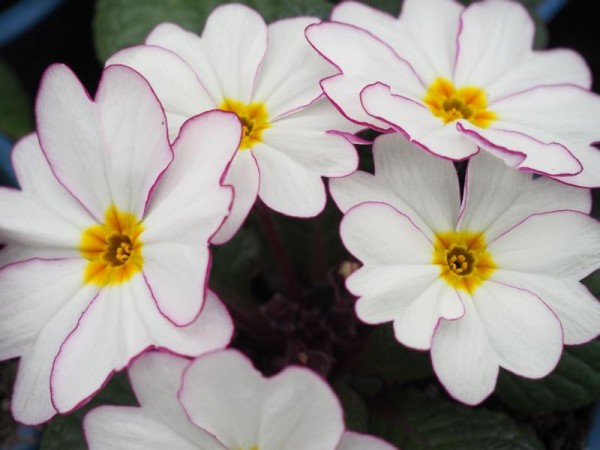BIO-Blumen Primeln weiß mit pinkem Rand