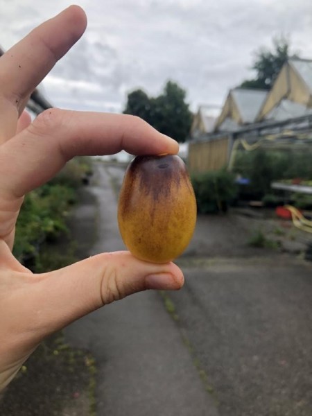 BIO-Saatgut Kirschtomate 'Kumquat'