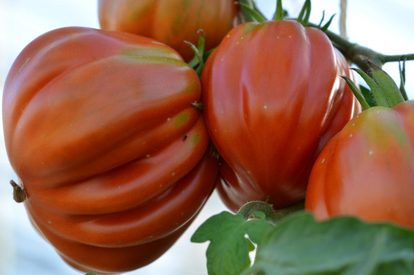 BIO-Pflanze Tomate Ochsenherz-Canestrino