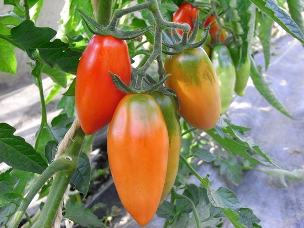 BIO-Pflanze Flaschentomate Tegucigalpa