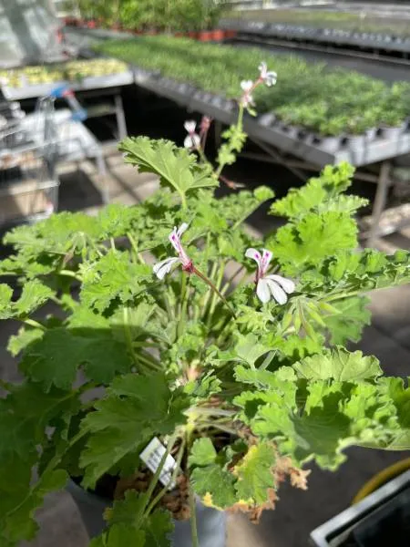 BIO-Pflanze Pelargonie Apfelduft