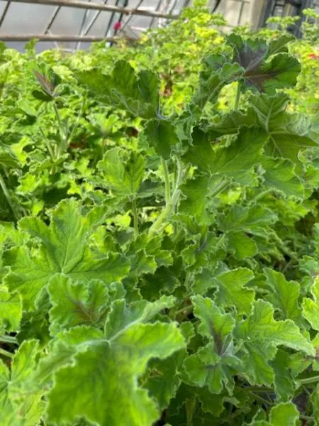 BIO-Pflanze Duftpelargonie Schokominz
