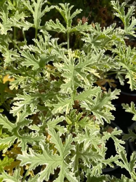 BIO-Pflanze Duftpelargonie 'Lady Plymouth'