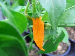 C BIO-Pflanze Chili leicht scharf Criolla Sella