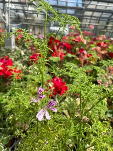 BIO-Pflanze Duftpelargonie 'Balsamduft'