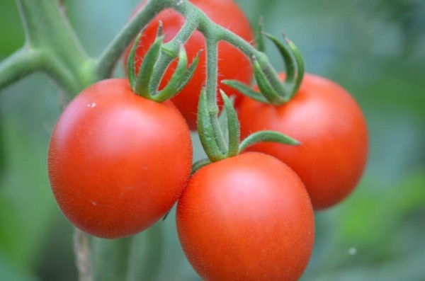 BIO-Saatgut Normale Tomate 'Clarita'