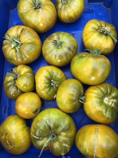 BIO-Saatgut Normale Tomate 'Smaragdapfel'